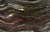 Polished Tiger Iron Stromatolite - ( Billion Years) #65357-1